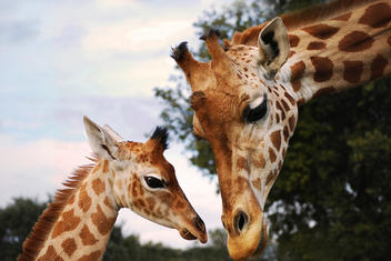 Découvrez le Zoo de la Barben proche du Logis Hôtel du Midi, une visite idéale pour toute la famille